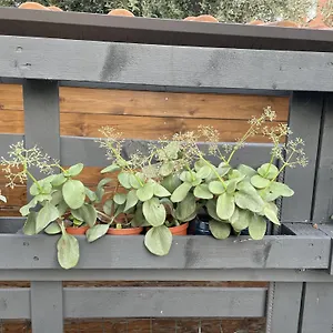 Casa Sivori Sul Di Garda Con Ampio Giardino Desenzano del Garda
